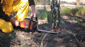 Best Commercial Tree Services  in Willis, TX