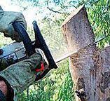 Best Arborist Consultation Services  in Willis, TX