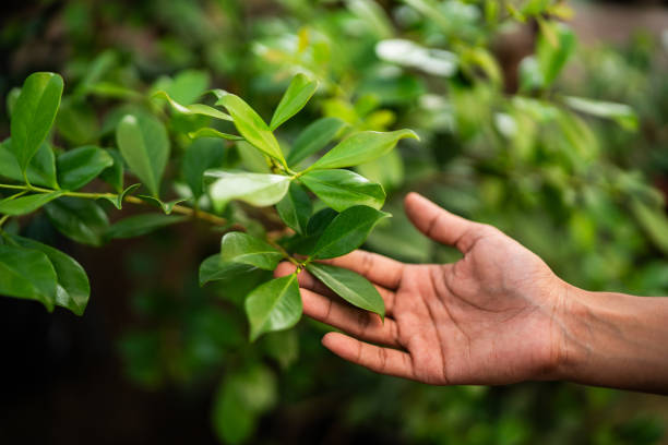 Reliable Willis, TX Tree Services Solutions