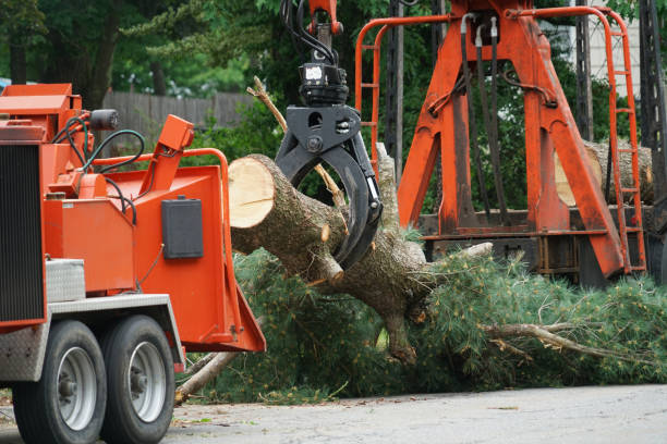 How Our Tree Care Process Works  in  Willis, TX